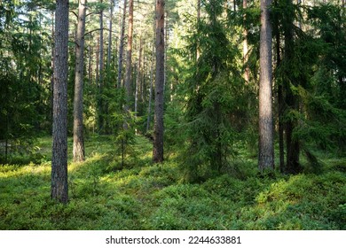 An aged coniferous forest on a late summer evening in Northern Latvia, Europe - Shutterstock ID 2244633881