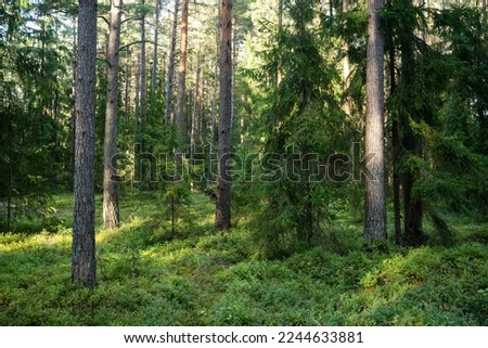 An aged coniferous forest on a late summer evening in Northern Latvia, Europe