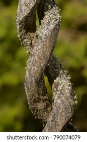 Aged Double Helix Wood Sculpture