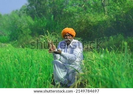 Aged farmer man in the onion farm. He is wearing traditional Indian clothes.