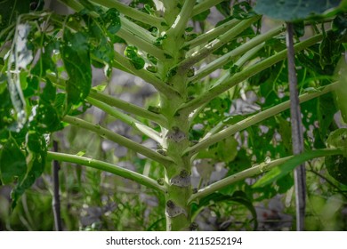 Aged German Turnip Branch, Close-up