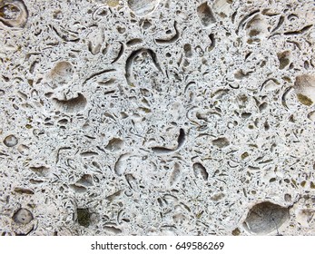 Aged Grey Coquina Texture
