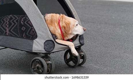 Aged Labrador Retriever Travel In Pet Cart, Old Dog In Clothes.