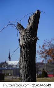 Aged Old Broken Tree With No Tree Top Or Leaves. 