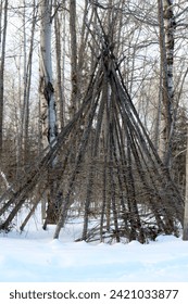 The aged poles of a teepee standing in the bush