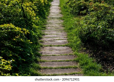 Aged Shabby Planks On Backyard Footpath Landscaped From Wooden Way Among Green Grass And Bushes Lit By Sunlight, Path Going Into Perspective.