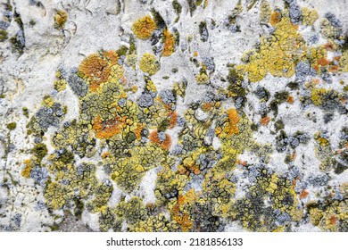 Aged wall of old building with multicolored moss, natural background, full frame. Colorful Moss on Concrete Wall with Texture Scars. Detailed backdrop, abstract design. Selective focus.