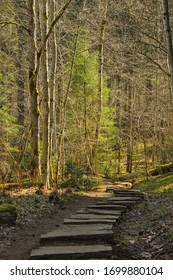 Aged Wooden Beams That Make A Path In Woods. Taking A Walk In The Woods. 