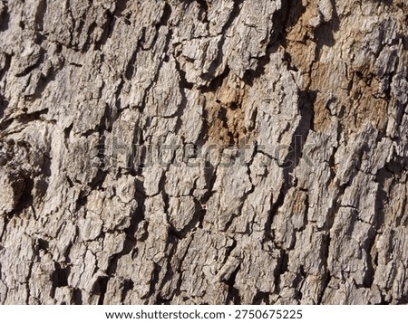 ageing process at a tree's surface