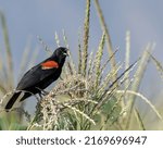 Agelaius phoeniceus male in Torreon