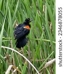 Agelaius phoeniceus (Red winged black bird)
