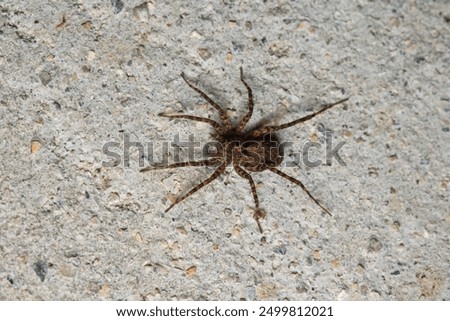 Similar – Image, Stock Photo Close-up of a spider