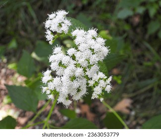 Ageratina altissima (White Snakeroot) Native North American Woodland Wildflowers - Powered by Shutterstock