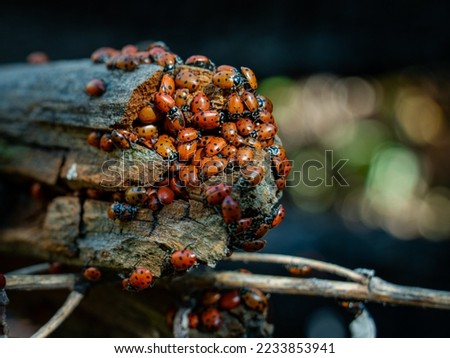 Aggregation of ladybugs on fire-blackened log in forest clearing. 