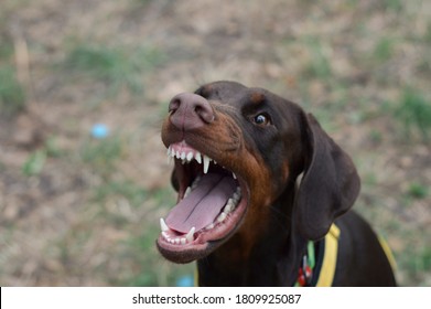 Aggresive Chocolate Doberman Barking In The Park