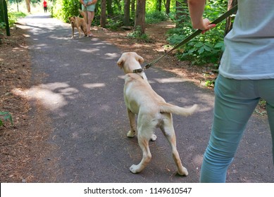 Aggression Of Two Dogs In The Park, Barking At Each Other. Culture Walks With A Dog On A Leash.