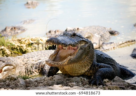 Aggressive Alligator