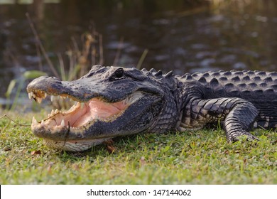 Aggressive alligator in Everglades park in Florida