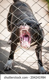 Aggressive american staffordshire terrier barking behind the fence