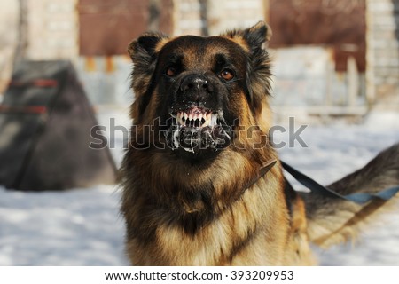 aggressive, angry dog