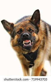 Aggressive, Angry Dog On White Background