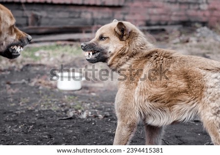 aggressive angry mongrel dog grins close up
