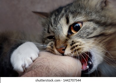 Aggressive Behavior Of A Domestic Cat: Close-up Attack Of A Cat, Claws And Teeth, Human Hand Bite.