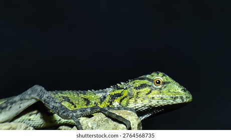 Aggressive behavior of a forest lizard opening its mouth to ward off predators.