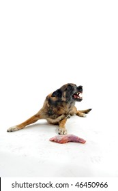 Aggressive Belgian Shepherd Malinois And His Food