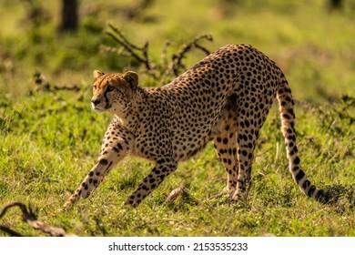 Aggressive Cheetah Ready To Attack