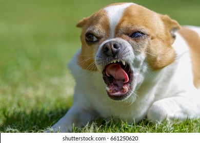 Chihuahua Angry High Res Stock Images Shutterstock