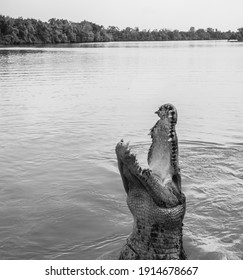 Aggressive Crocodile Head Coming Out Of The Water With Its Mouth Open. Black And White Photo