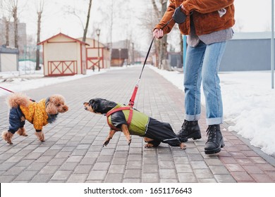 Aggressive, disobedient dog problems concept. Woman holding her disobedient dachshund on a leash, dog trying to attack another dog at a park