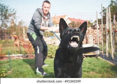 Aggressive dog is barking. Young man with angry black dog on the leash.  - Shutterstock ID 491343199