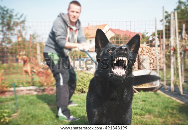 Aggressive dog is barking. Young man with angry black\
dog on the leash. 