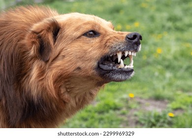 Aggressive dog barks, baring teeth. Dangerous Angry Dog. - Shutterstock ID 2299969329