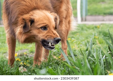 Aggressive dog barks, baring teeth. Dangerous Angry Dog - Shutterstock ID 2303439387
