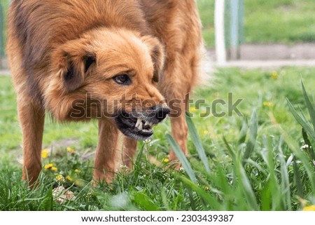 Aggressive dog barks, baring teeth. Dangerous Angry Dog