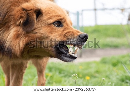 Aggressive dog barks, baring teeth. Dangerous Angry Dog
