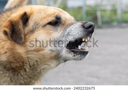 Aggressive dog barks, baring teeth. Dangerous Angry Dog.