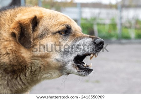 Aggressive dog barks, baring teeth. Dangerous Angry Dog.