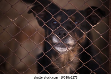 Aggressive Dog In A Cage. Dog In A Cage. 