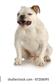 Aggressive Dog - English Bulldog With Growling Agressive Expression On White Background