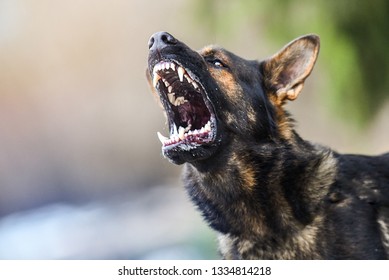 Aggressive dog shows dangerous teeth. German sheperd attack. Head detail Little blur panning move. - Powered by Shutterstock