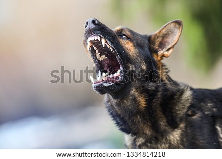 Aggressive dog shows dangerous teeth. German sheperd attack. Head detail Little blur panning move.
