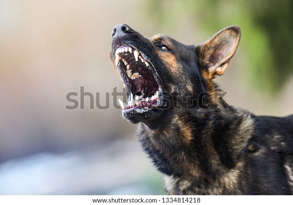 攻撃的な犬は危険な歯を見せる ドイツのシェパード攻撃 頭部の細部ブラーの少ないパン移動 の写真素材 今すぐ編集