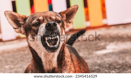 Aggressive dog shows dangerous teeth.Angry Animal hard attack head detail with copy space