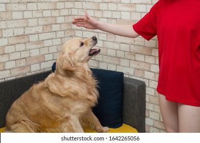 Aggressive Dog. Teen And Dog At Home Together.