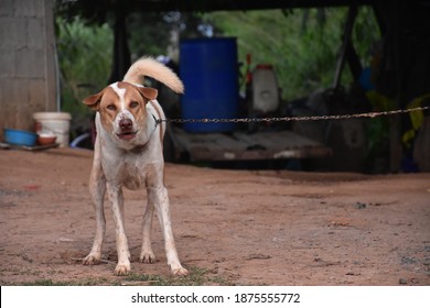 An Aggressive Dog Who Is Suspicious Of Strangers.