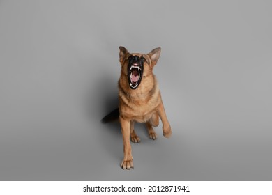 Aggressive German Shepherd dog on grey background - Shutterstock ID 2012871941